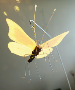 Schmetterling