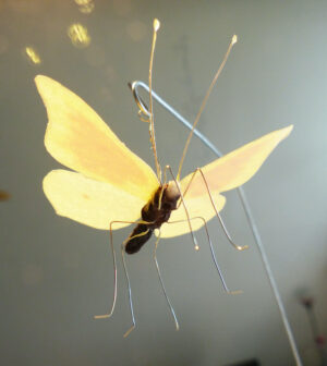 Schmetterling